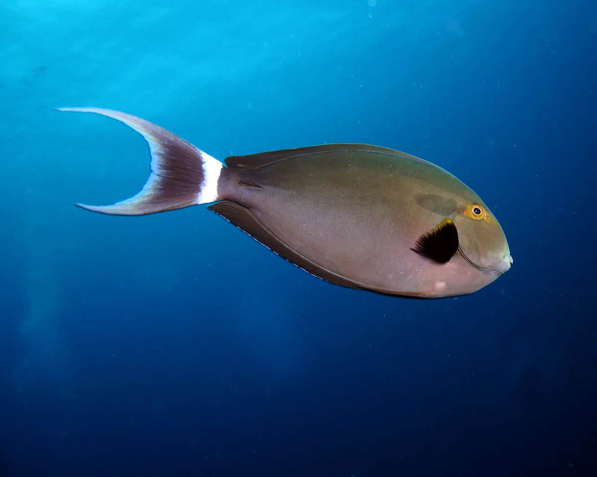Black Surgeonfish