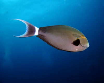 Black Surgeonfish