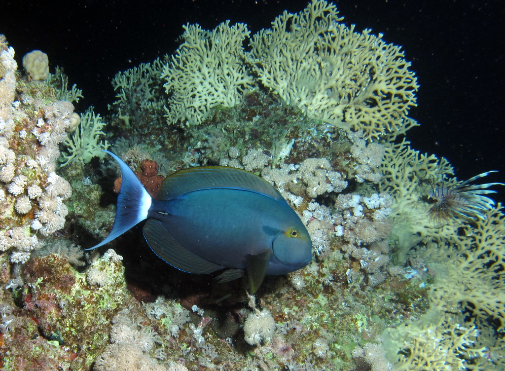 Black surgeonfish, Acanthurus gahhm in habitat at Abu Dabab Reefs, Red Sea, Egypt #SCUBA