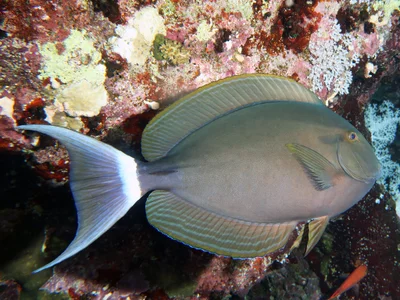 Acanthuridae_Acanthurus_gahhm_IMG_9082_2018_08_10_Dangerous_Reef_Night