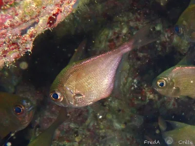 Pempheris rhomboidea - Crete, Crete, GR