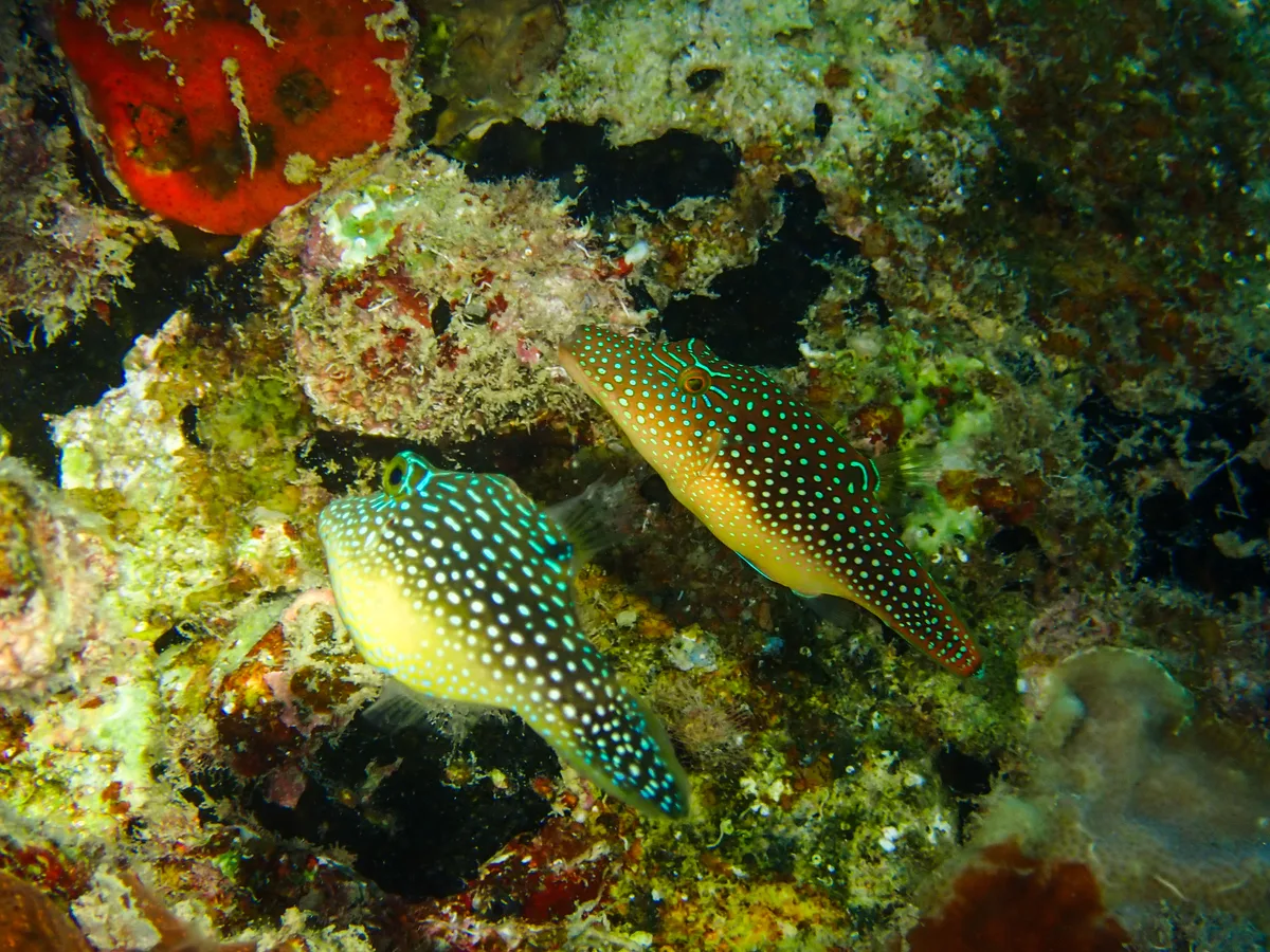 Red Sea Toby