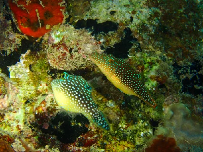 Red Sea Toby