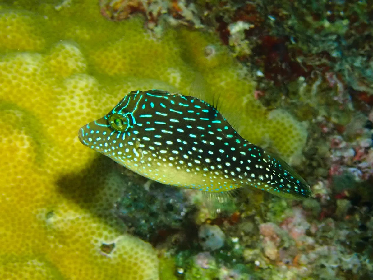 Red Sea Toby