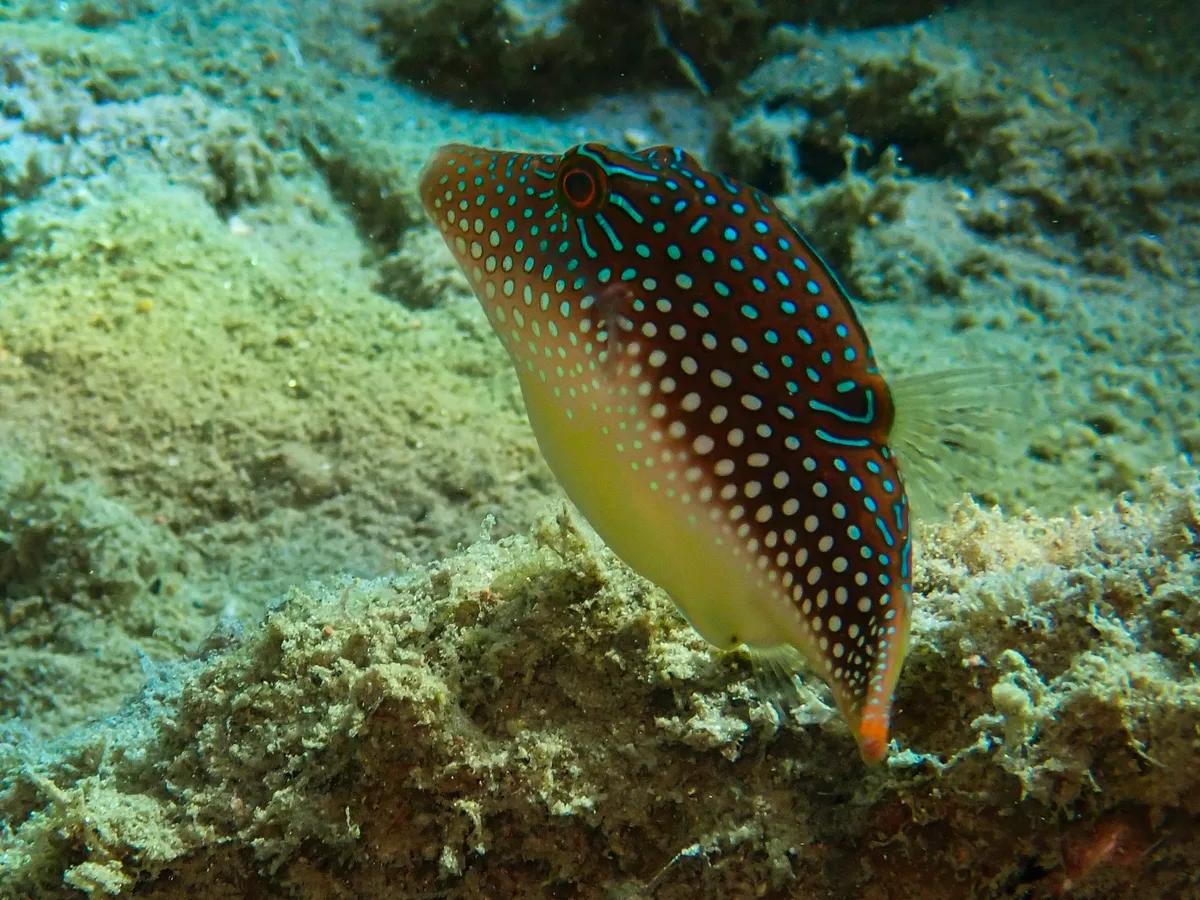 Red Sea Toby