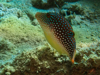 Red Sea Toby