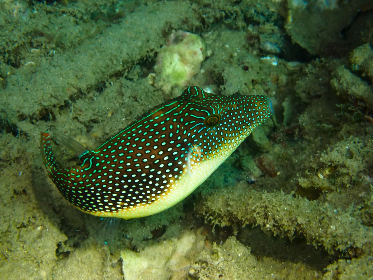 Red Sea Toby