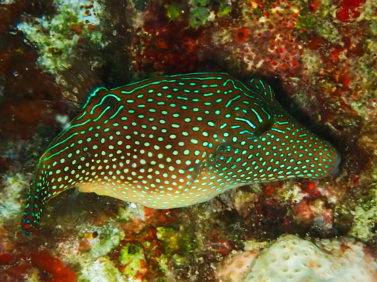 Red Sea Toby