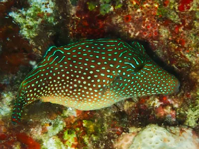 Red Sea Toby
