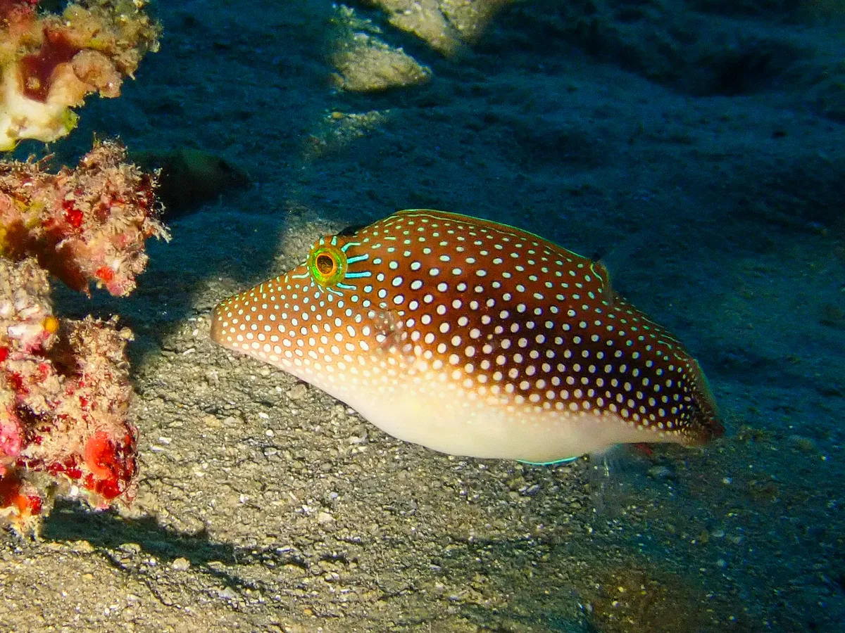 Red Sea Toby