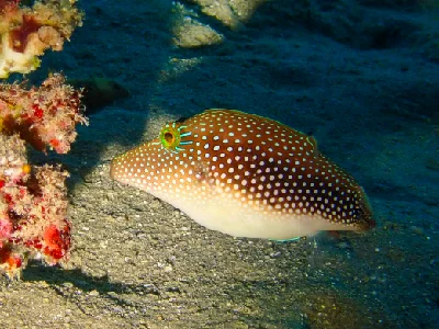 Red Sea Toby