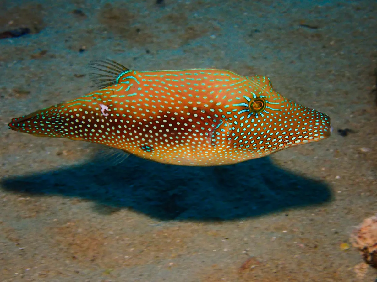Red Sea Toby