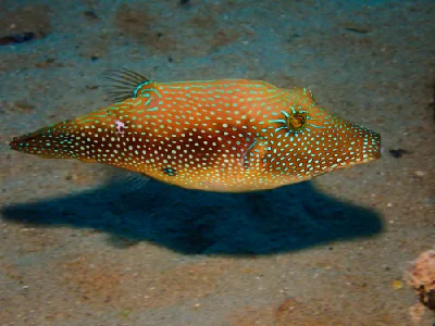 Red Sea Toby