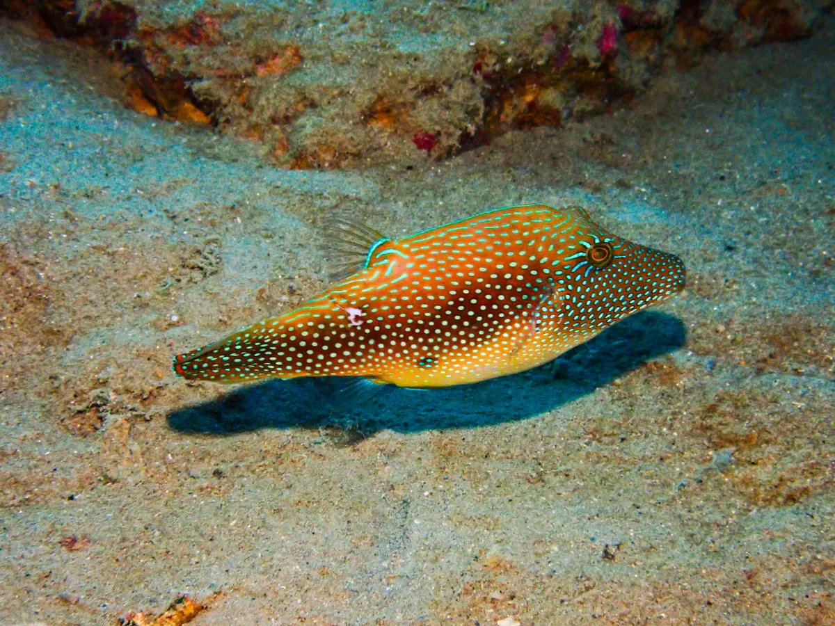 Red Sea Toby