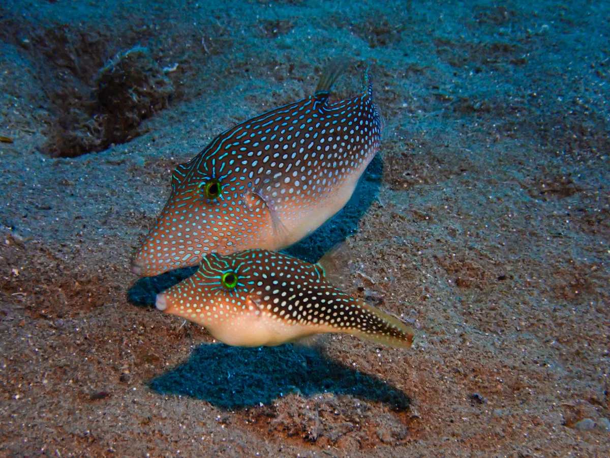 Red Sea Toby