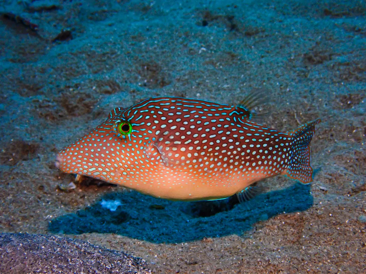 Red Sea Toby
