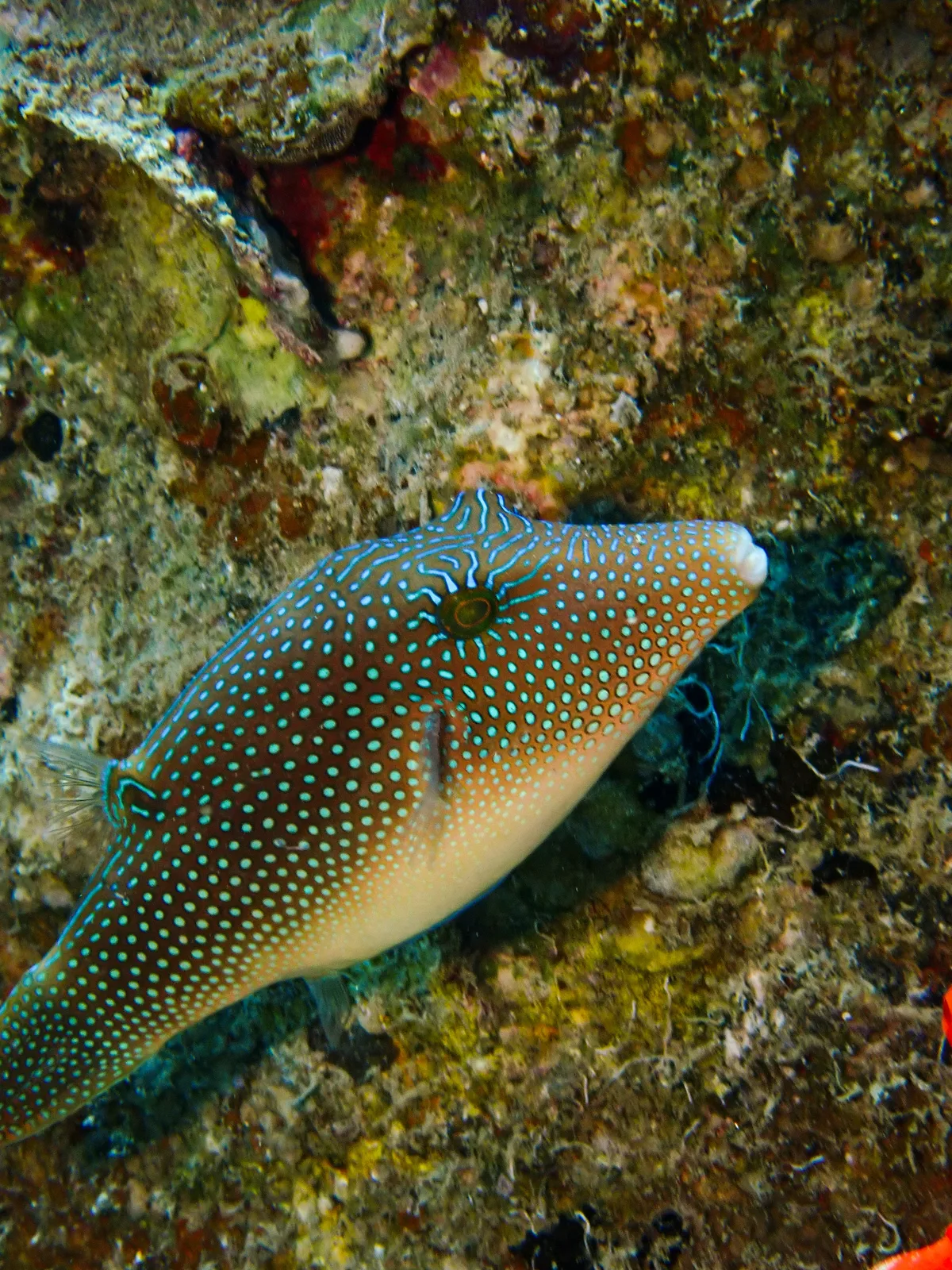 Red Sea Toby