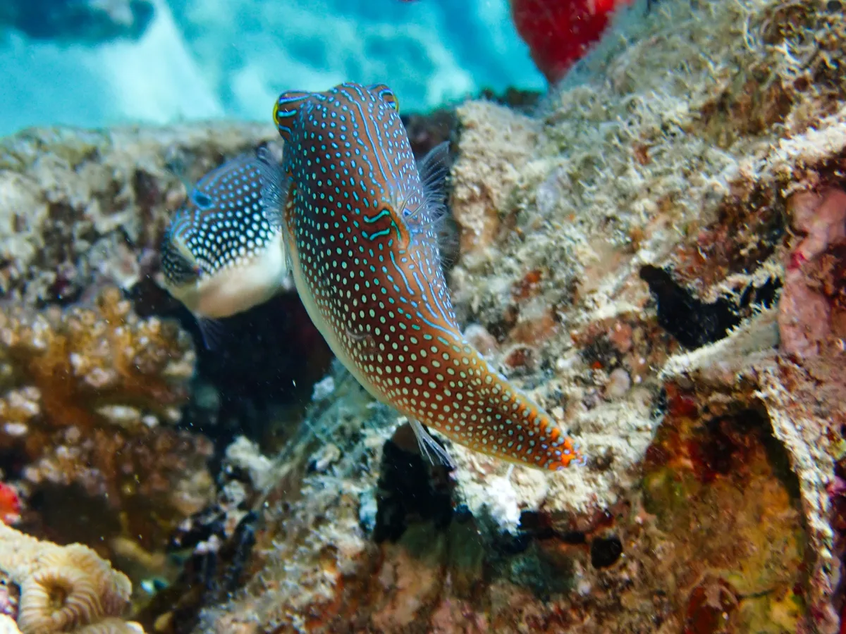 Red Sea Toby