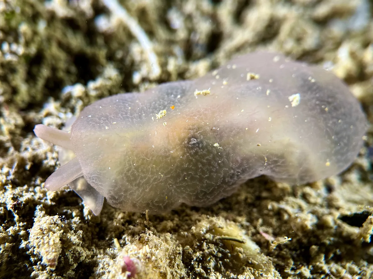 Red Sea Translucent Sidegill Slug