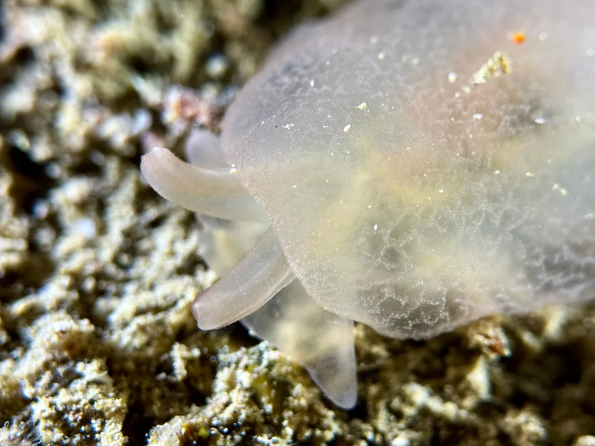 Red Sea Translucent Sidegill Slug