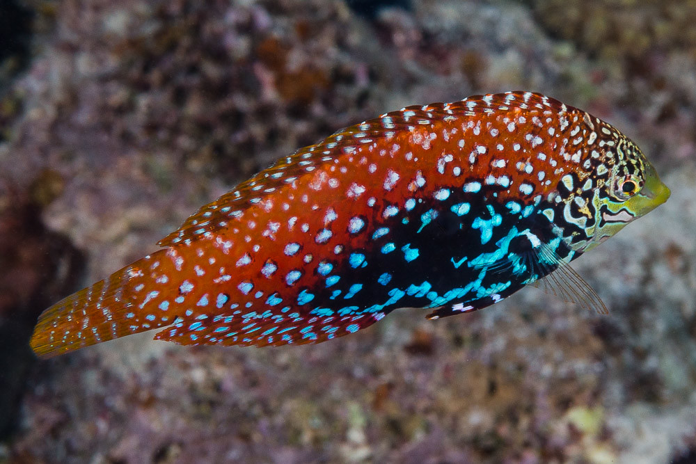 Red Sea leopard wrasse, initial phase - Macropharyngodon marisrubri