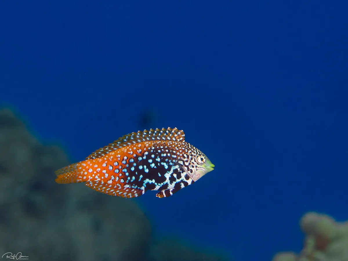 Macropharyngodon marisrubri - Red Sea Vermiculate Wrasse