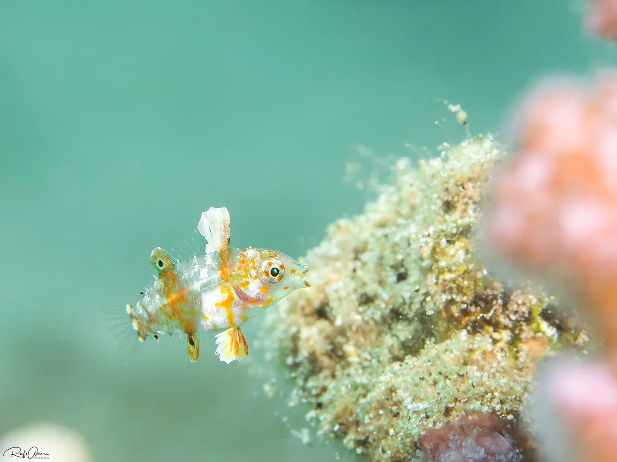 Macropharyngodon marisrubri - Red Sea Vermiculate Wrasse - Juvenile