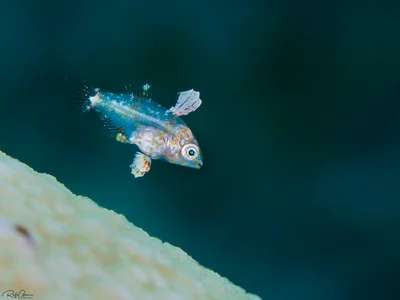 Macropharyngodon marisrubri - Red Sea Vermiculate Wrasse -  Juvenile