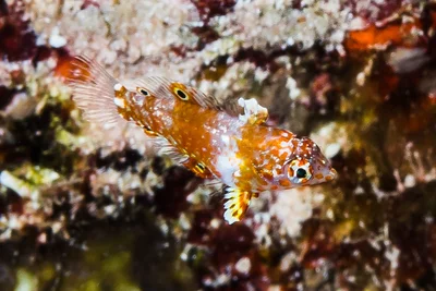Red Sea leopard wrasse, juvenile - Macropharyngodon marisrubri