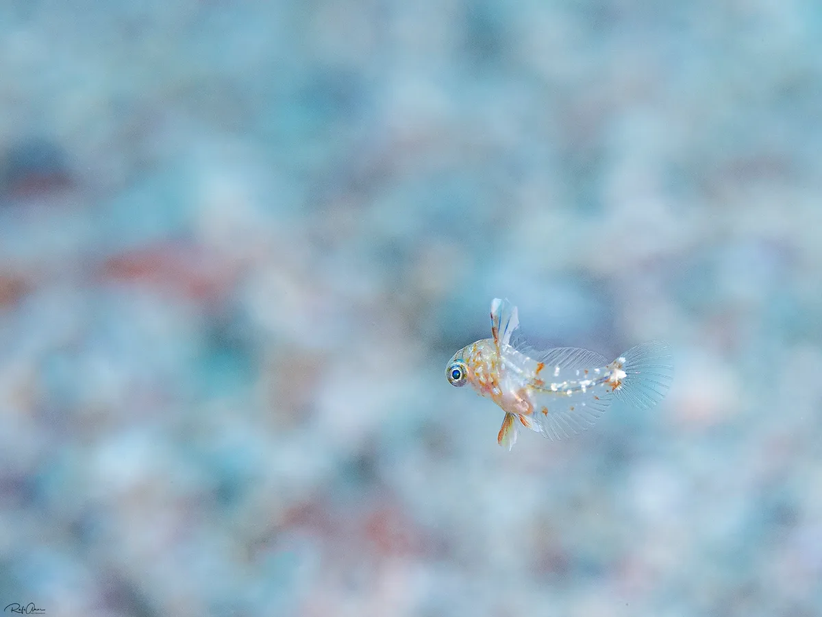 Macropharyngodon marisrubri - Red Sea Vermiculate Wrasse - Juvenile