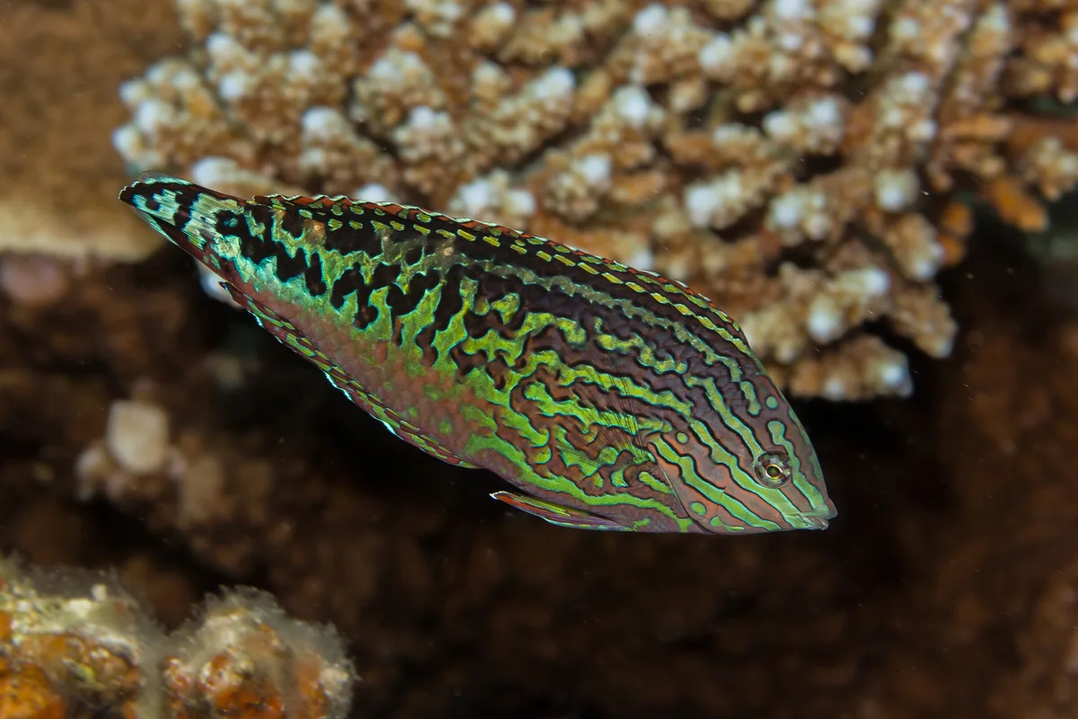 Male Red Sea Leopard Wrasse (Macropharyngodon marisrubri)