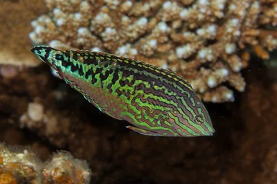 Male Red Sea Leopard Wrasse (Macropharyngodon marisrubri)