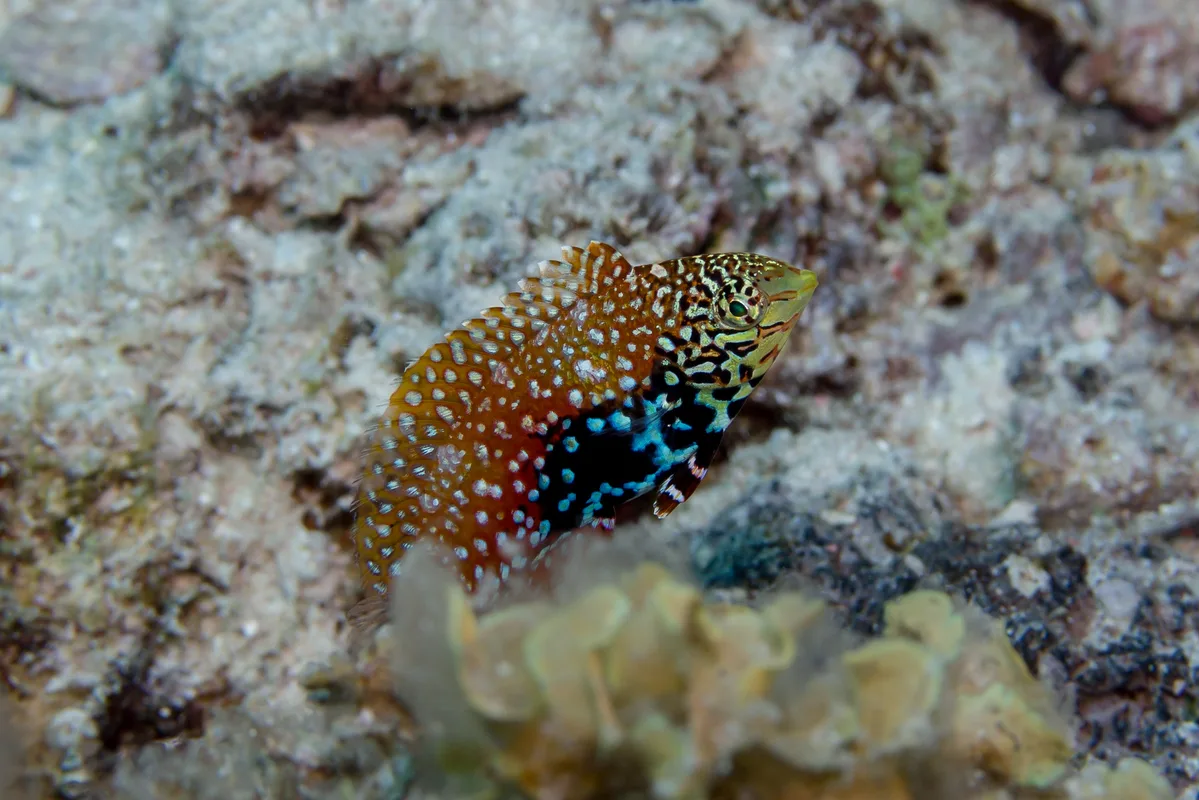 Female Red Sea Leopard Wrasse (Macropharyngodon marisrubri)