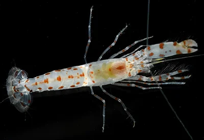 Red-spotted Goby Shrimp