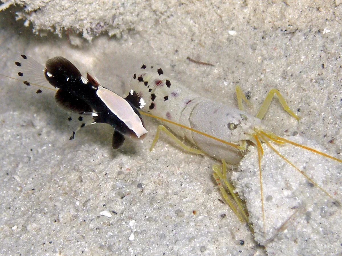 Red-spotted Goby Shrimp