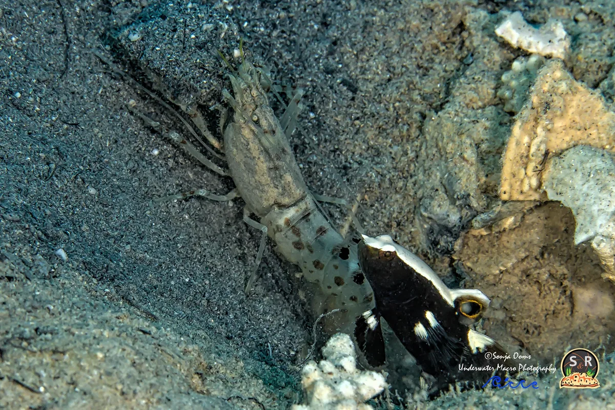 Red-spotted Goby Shrimp