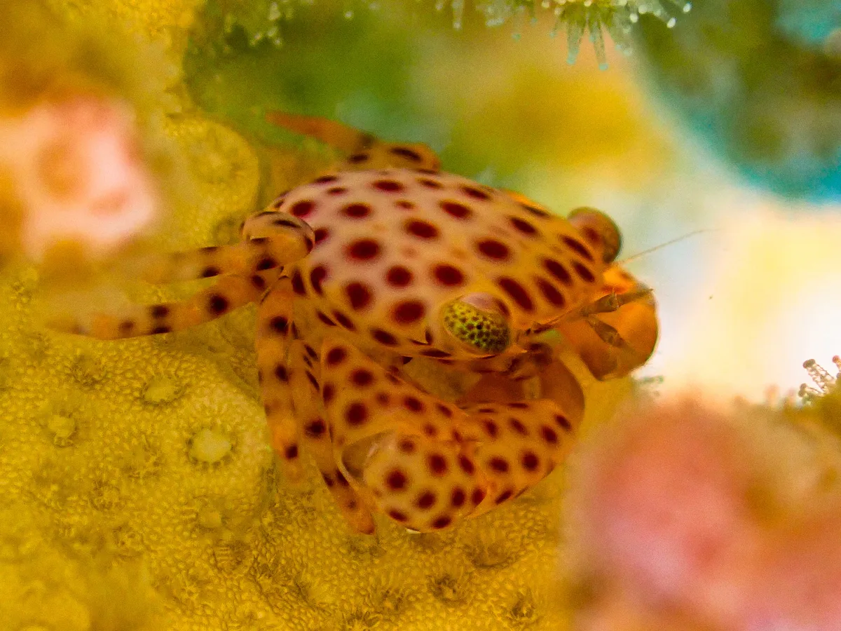 Red-spotted Guard Crab