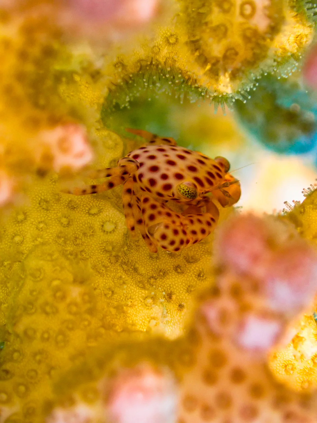 Red-spotted Guard Crab