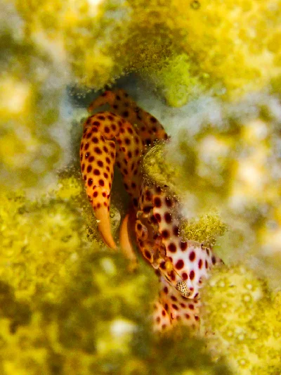 Red-spotted Guard Crab