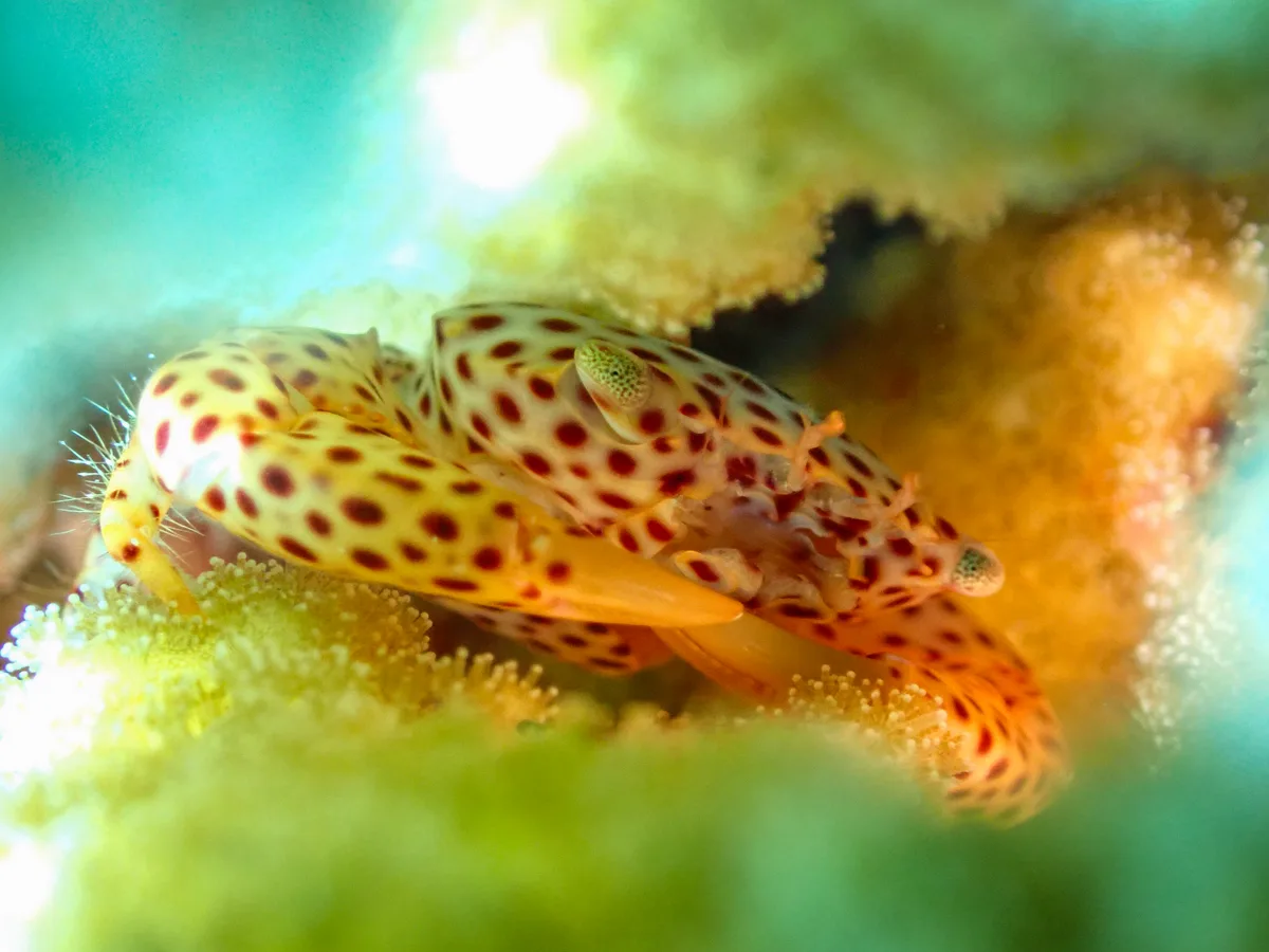 Red-spotted Guard Crab