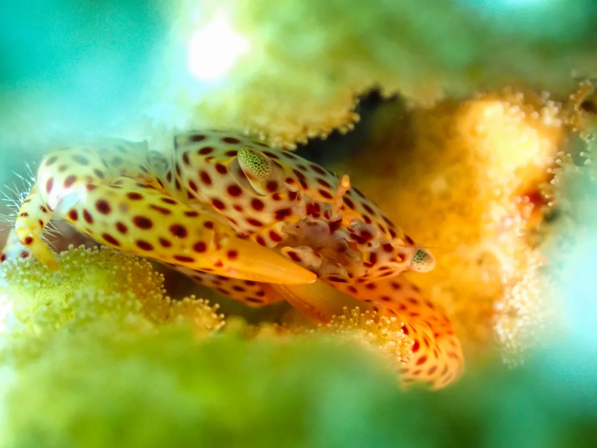 Red-spotted Guard Crab