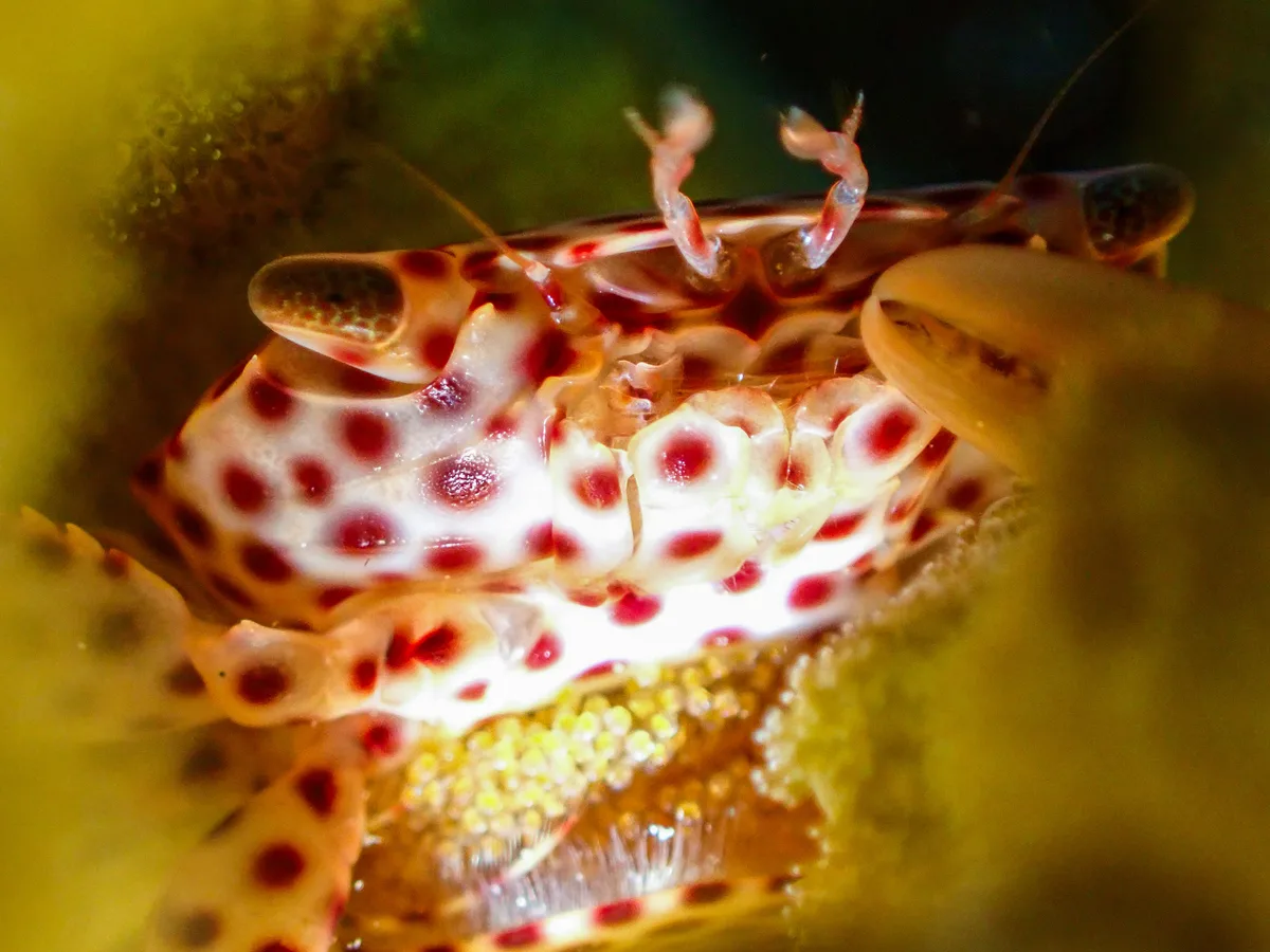 Red-spotted Guard Crab