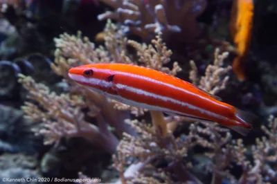 Bodianus opercularis