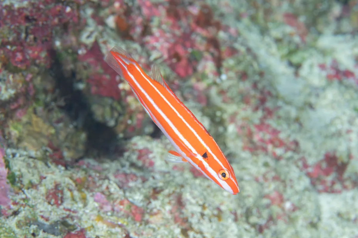 Bodianus opercularis - Mermaid Rock, Yoron island