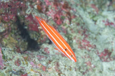 Bodianus opercularis - Mermaid Rock, Yoron island