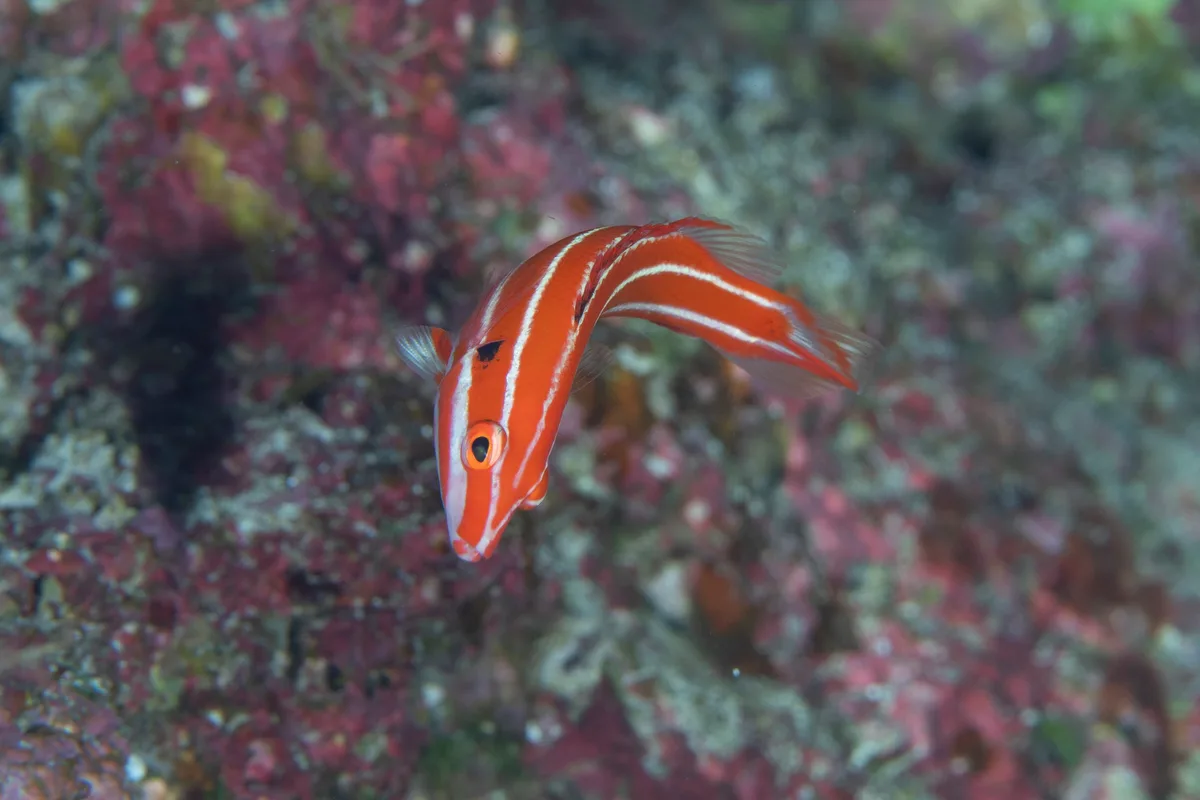 Bodianus opercularis - Mermaid Rock, Yoron island