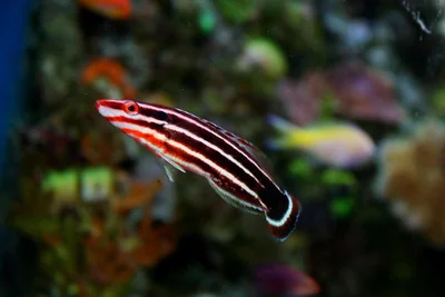 Red-striped Hogfish