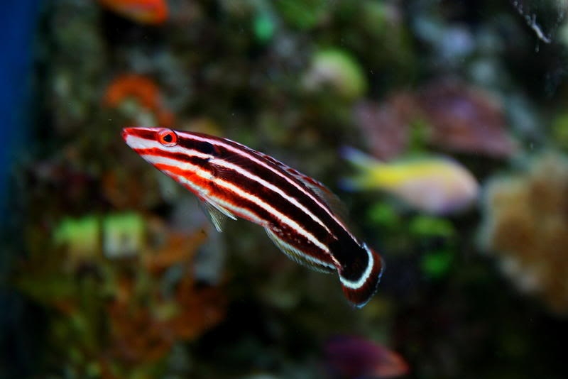 Red-striped Hogfish