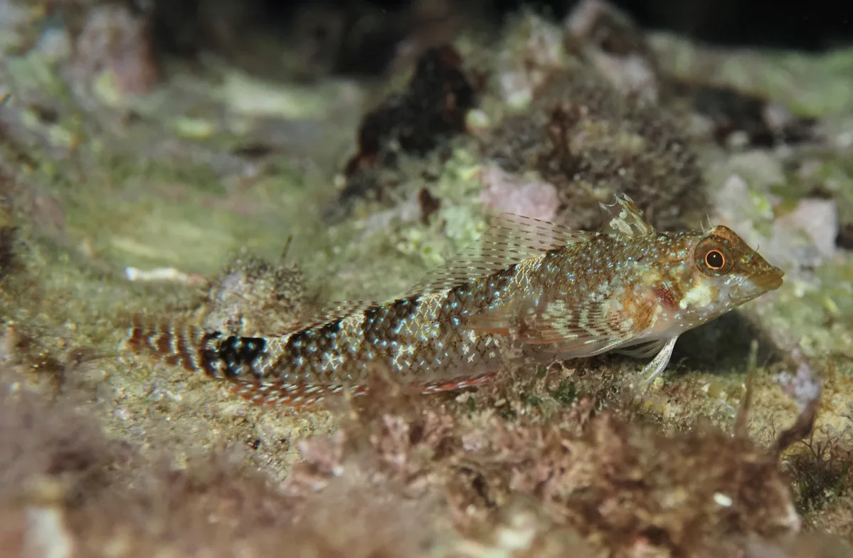 Red Triplefin