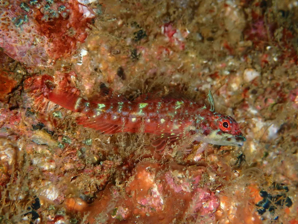 Helcogramma steinitzi - al Munassir, Oman
